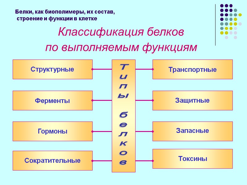 Белки, как биополимеры, их состав,  строение и функции в клетке Классификация белков 